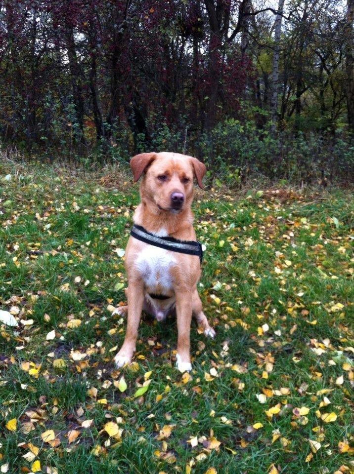 Blanding af racer Keiser billede 20