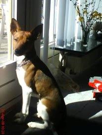 Dansk svensk gaardhund scooby - Dejlige hund!<333 billede 9