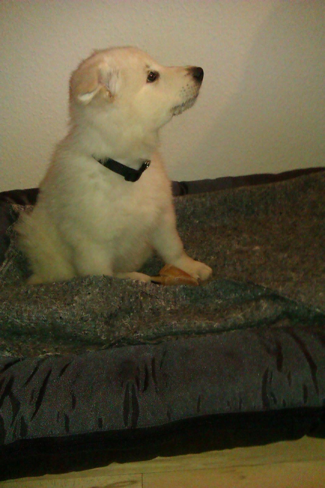 Hvid schæfer Sagi (Mechlenborgs White Sagittaurius) - Har lige indtaget sin nye seng, men alt er stadig nyt og underligt, og ikke som derhjemme... billede 1