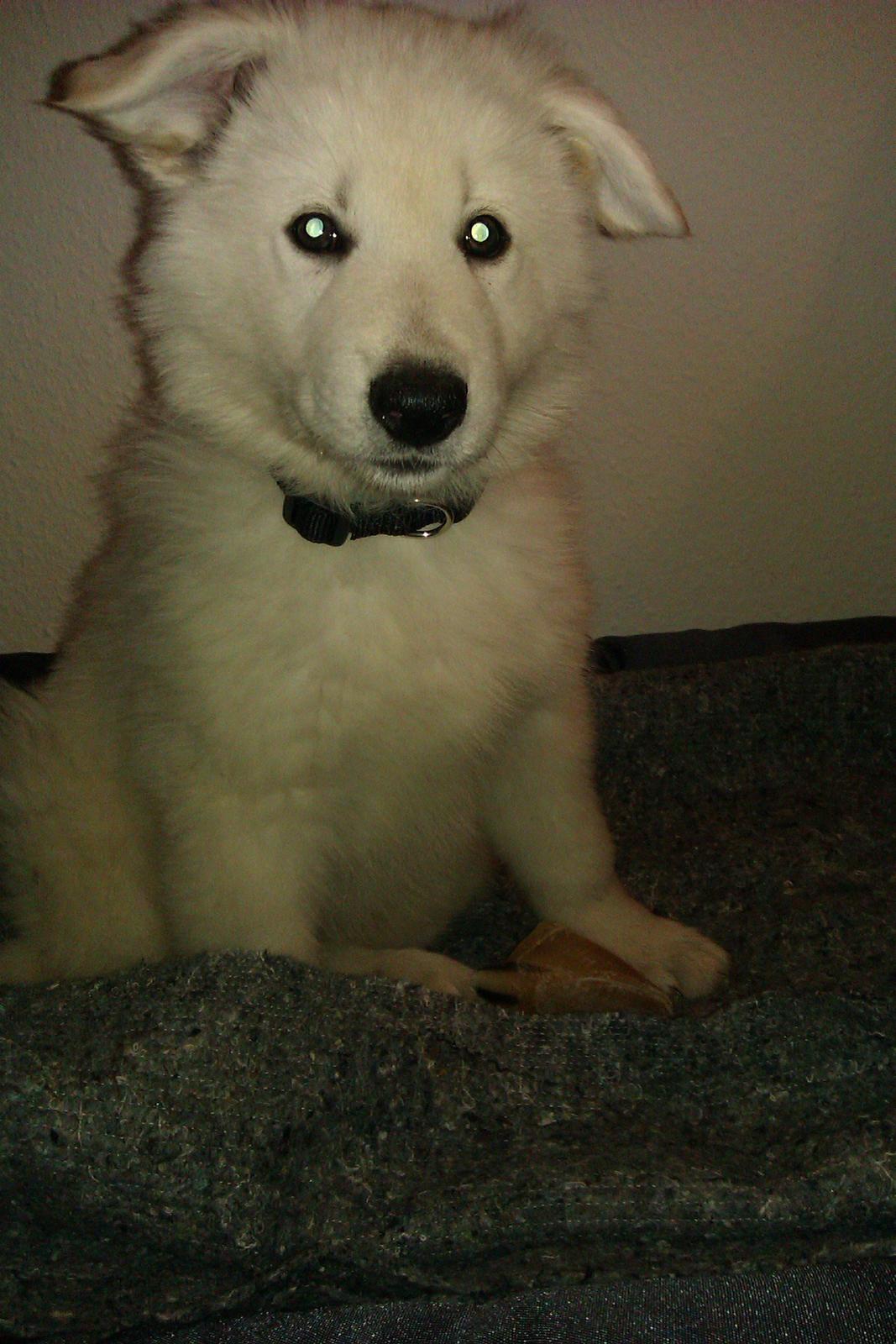 Hvid schæfer Sagi (Mechlenborgs White Sagittaurius) - Hov! Hvad var det for noget underligt lys der kom der? billede 2