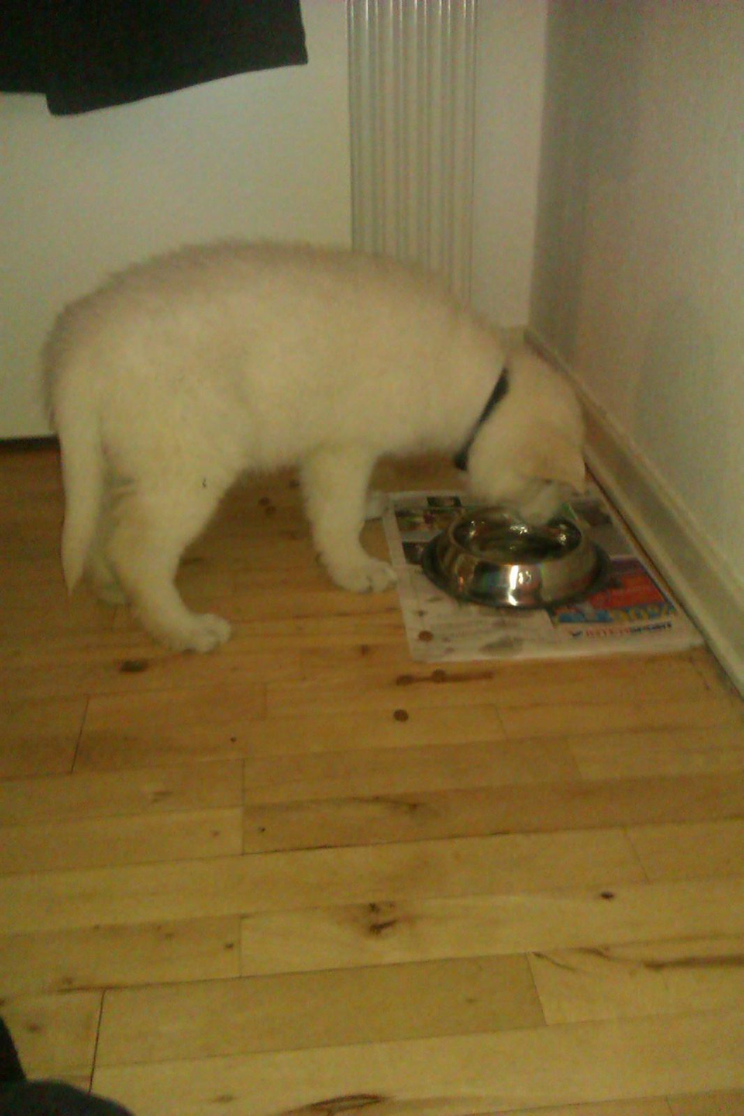 Hvid schæfer Sagi (Mechlenborgs White Sagittaurius) - Tid til en tår vand ind i mellem at der bliver snuset efter hundemadder på gulvet.
Lidt mad hjalp meget på humøret og at føle sig lidt mere hjemme. billede 3