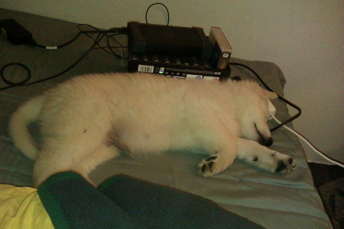 Hvid schæfer Sagi (Mechlenborgs White Sagittaurius) - Efter lidt klynk fik han lov at komme op i sengen, og efter lidt leg væltede han om i fodenden. billede 4
