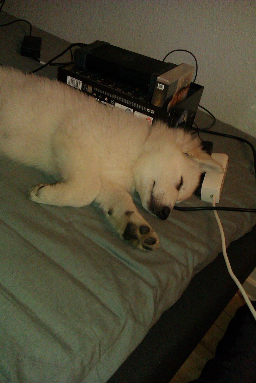 Hvid schæfer Sagi (Mechlenborgs White Sagittaurius) - Sådan en X-Files DVD-box er ret god at sove op ad ;o) billede 5