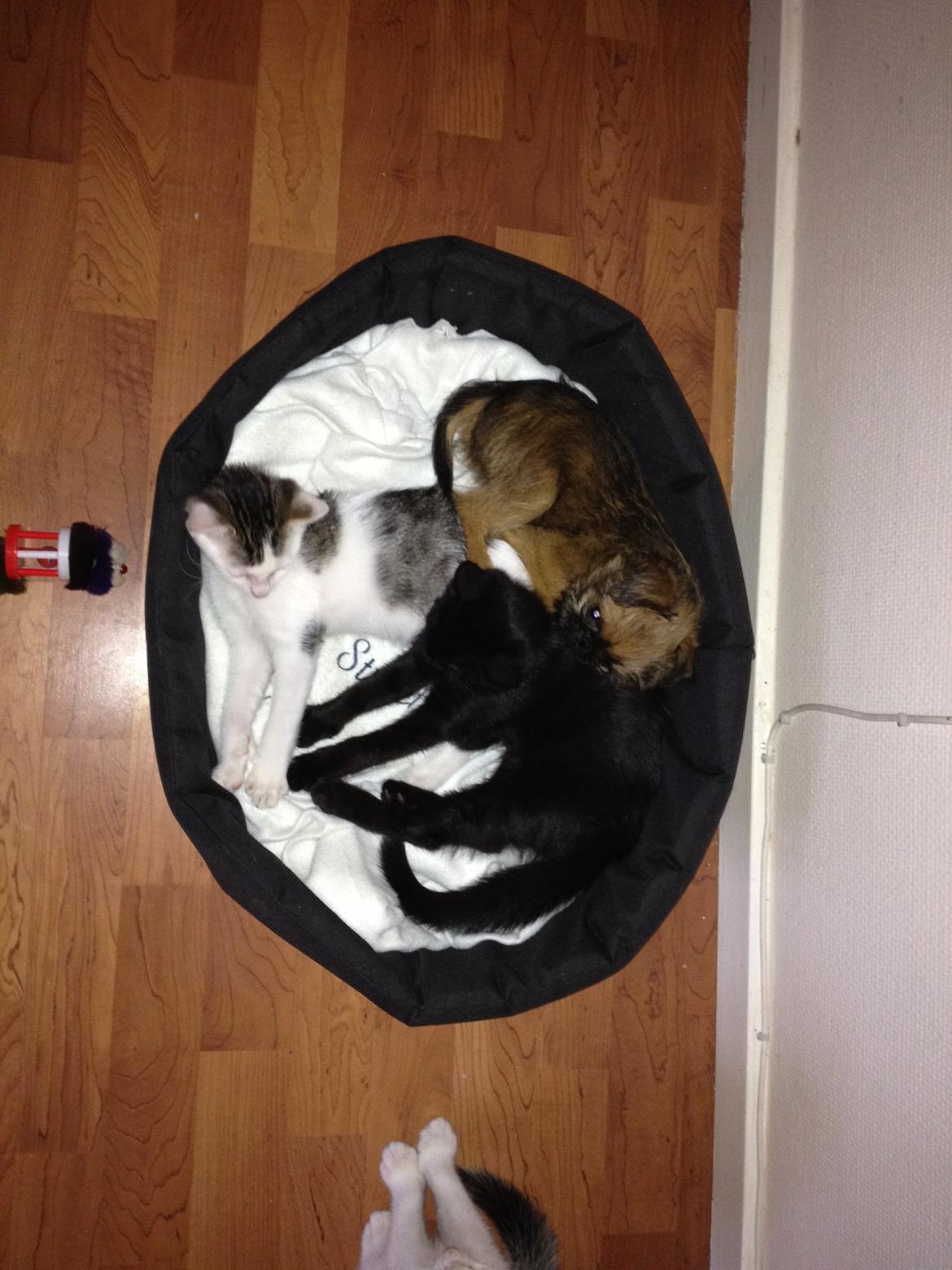 Griffon bruxellois Cody billede 15