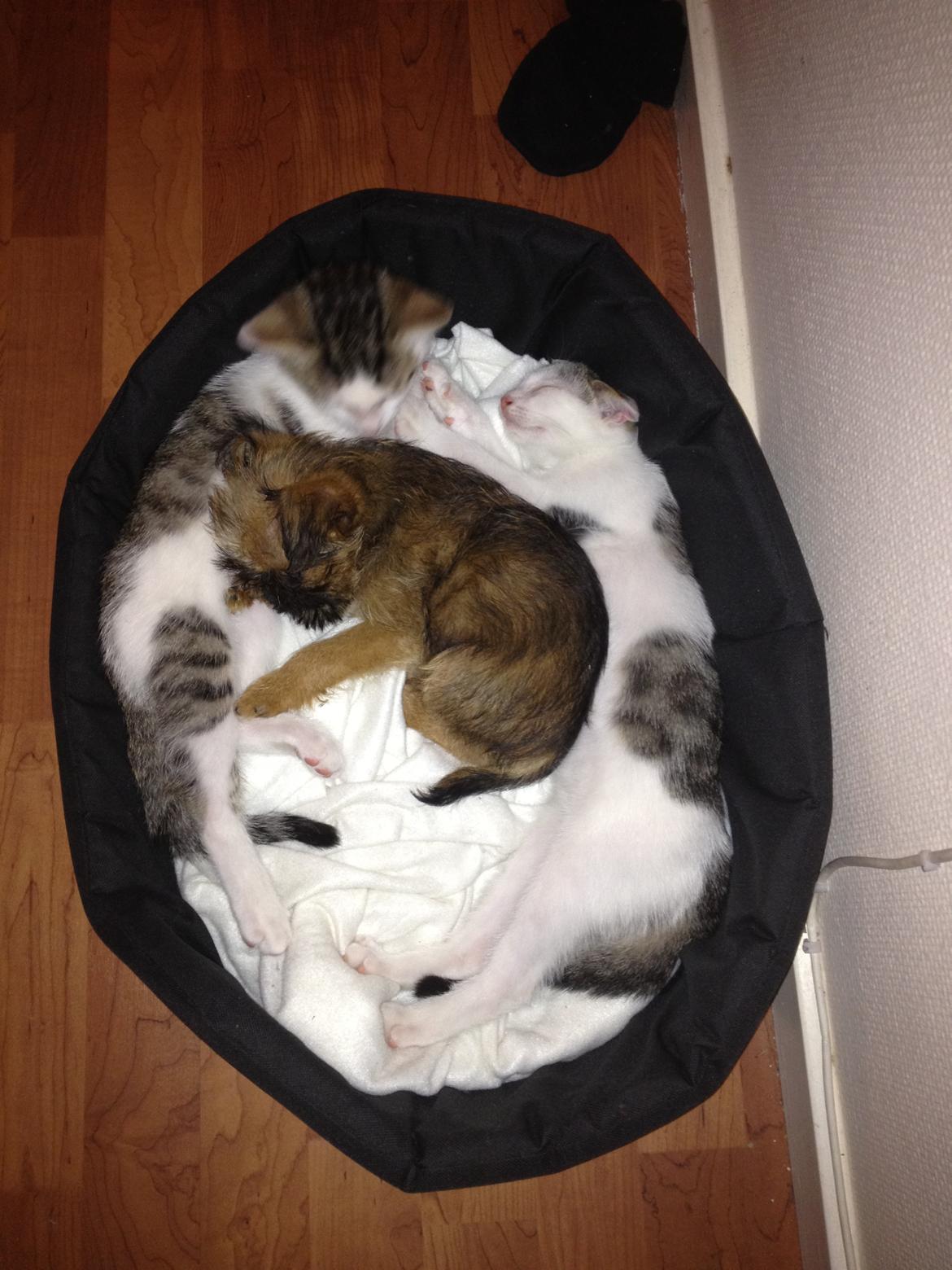 Griffon bruxellois Cody billede 16