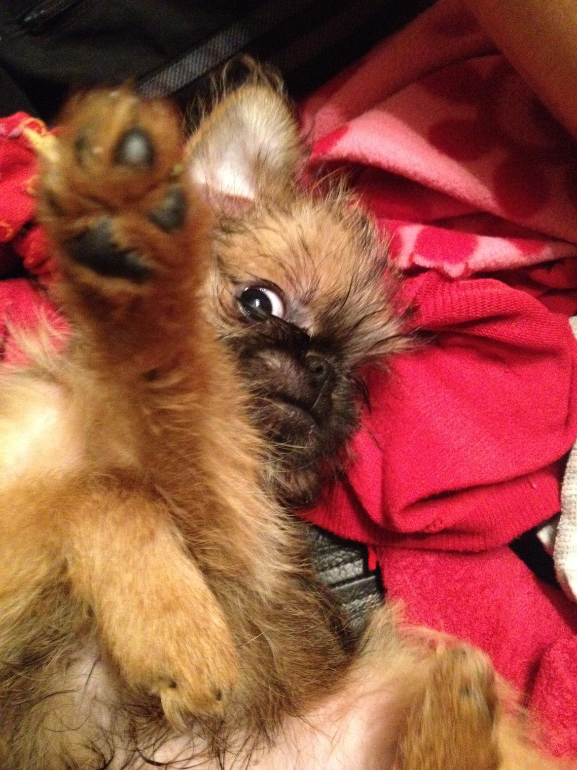 Griffon bruxellois Cody billede 17