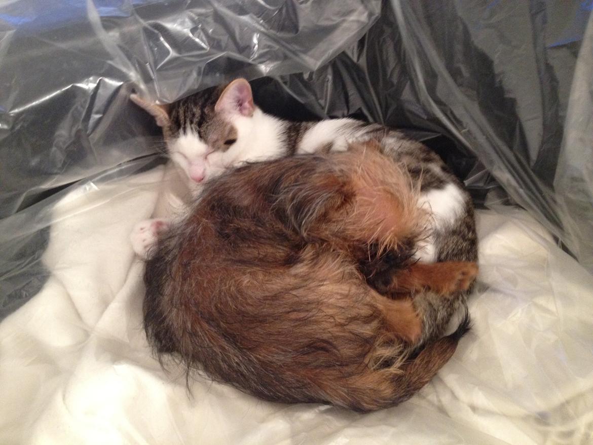 Griffon bruxellois Cody billede 18