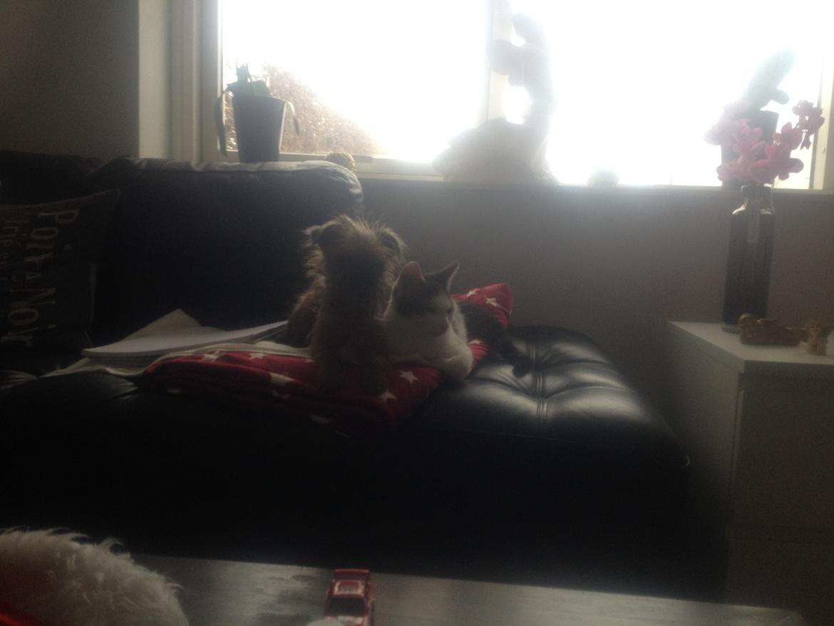 Griffon bruxellois Cody billede 19