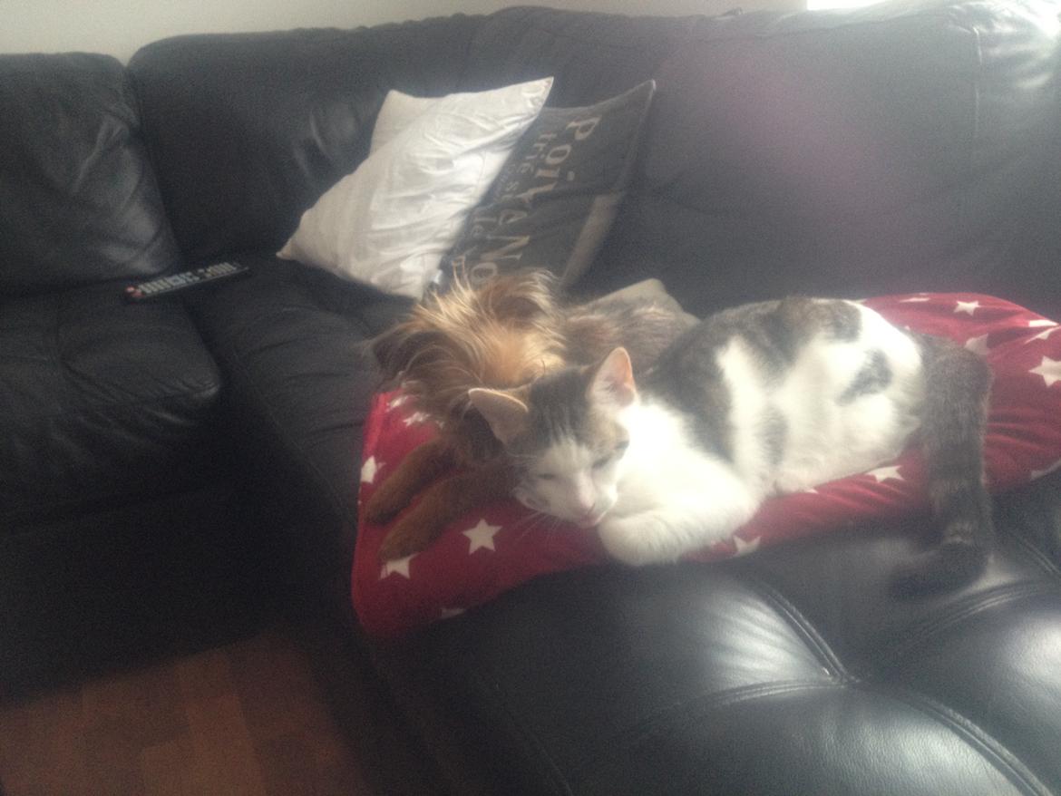 Griffon bruxellois Cody billede 20