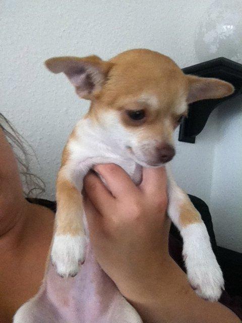 Chihuahua Emma billede 8