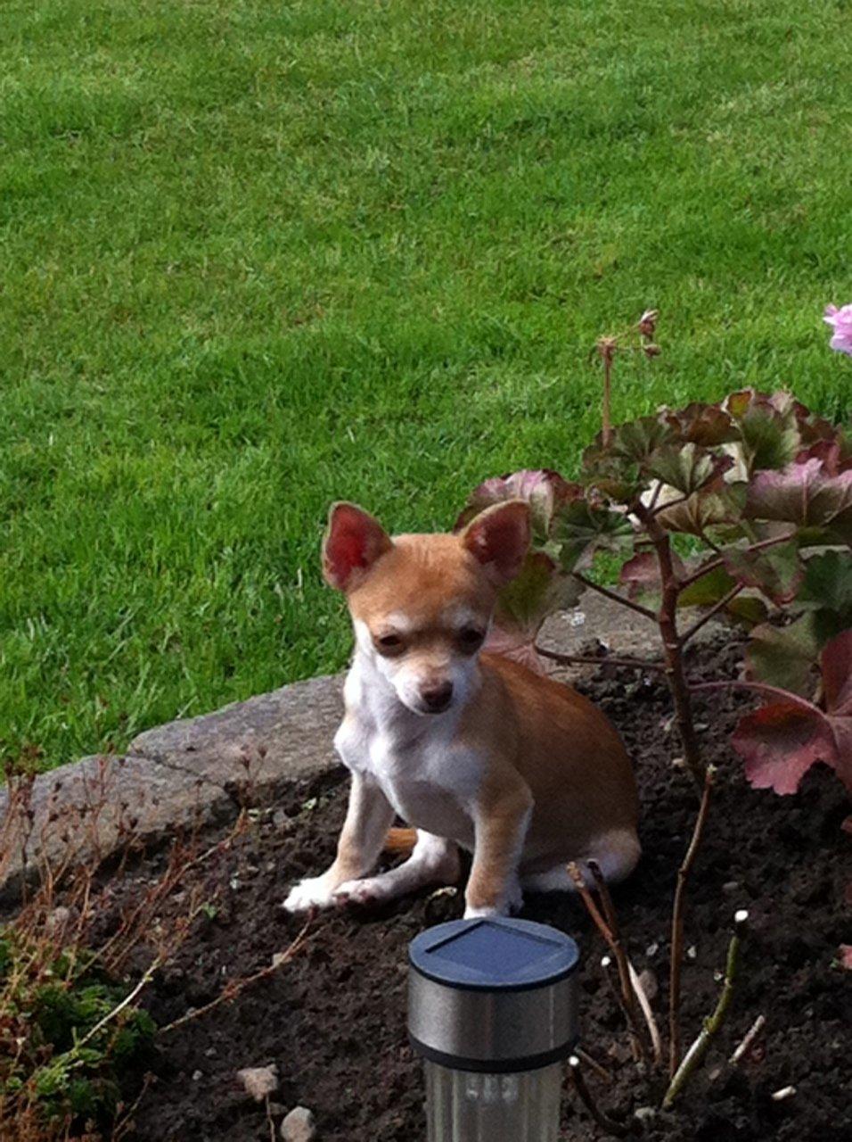 Chihuahua Emma billede 1