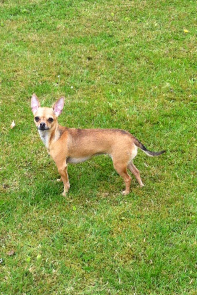 Chihuahua Alberte - 2010 billede 19