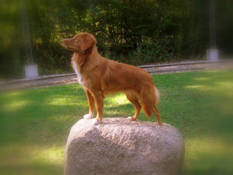 Nova scotia duck tolling retriever Malou - Det var så alt for malou! <3
KØØS&MØØS :-* billede 20
