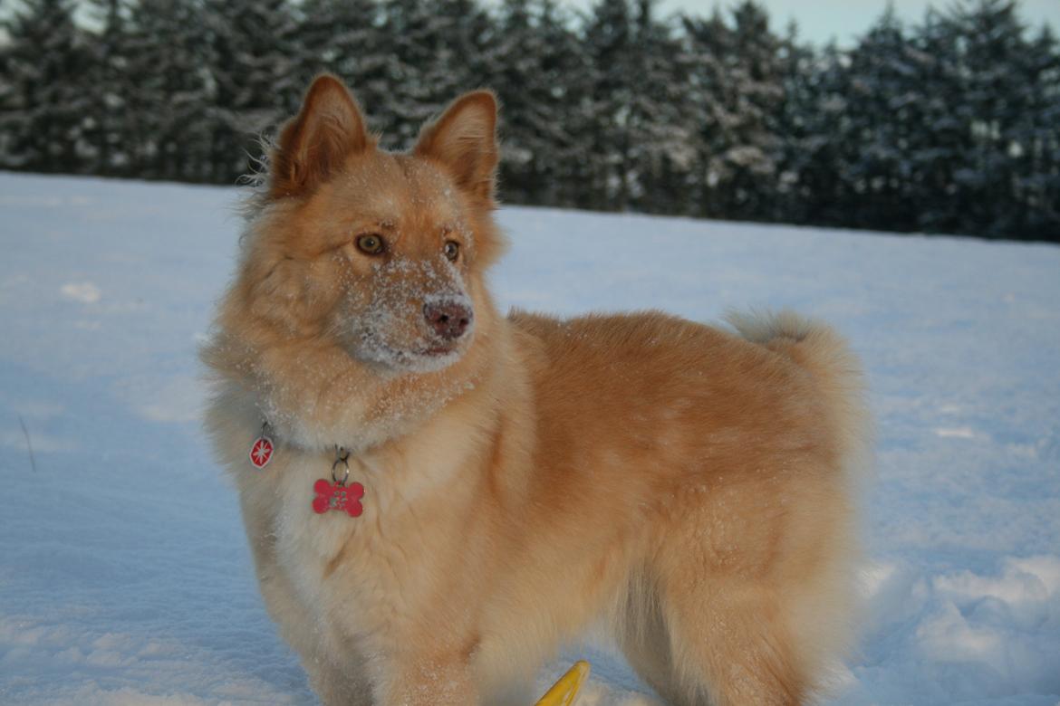 Finsk lapphund Leika (Ramona) billede 20