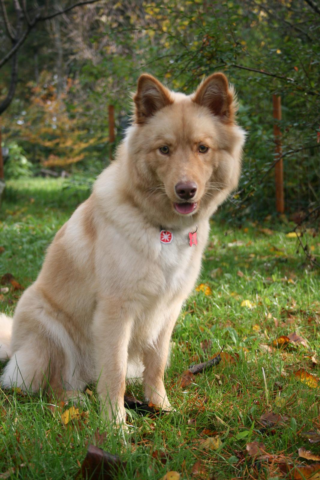 Finsk lapphund Leika (Ramona) billede 19