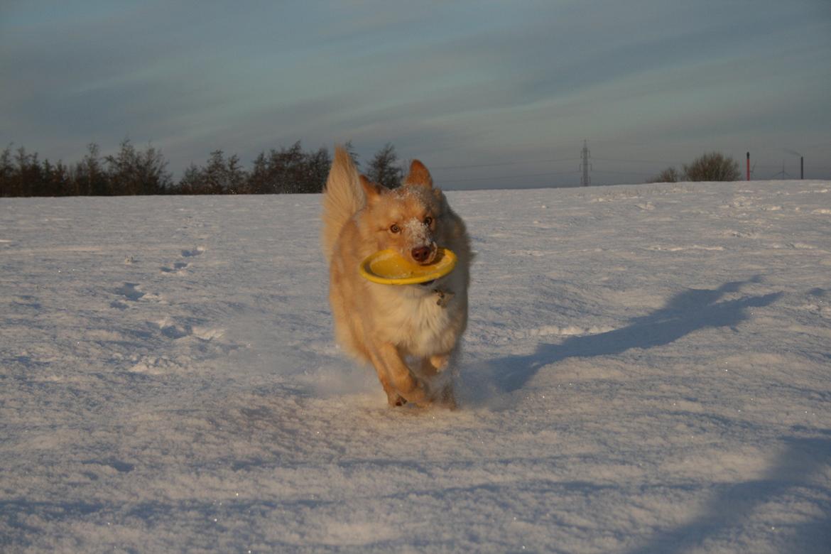 Finsk lapphund Leika (Ramona) billede 21