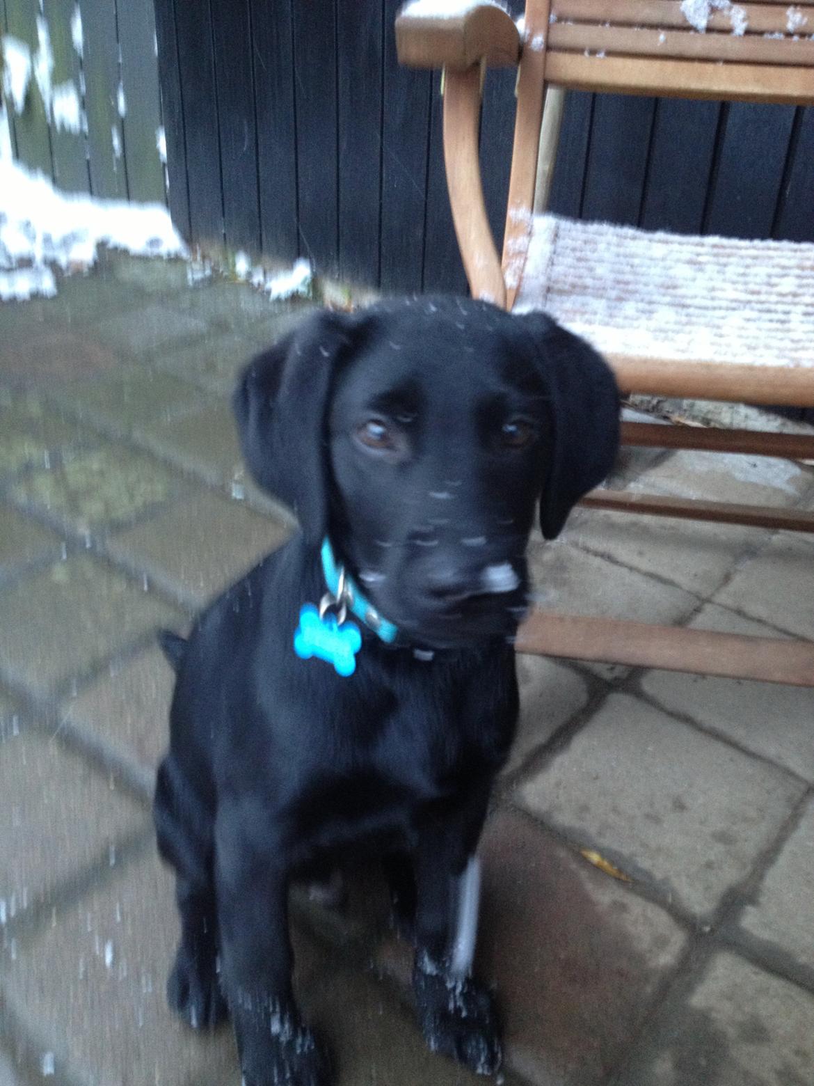 Labrador retriever Boogie billede 2