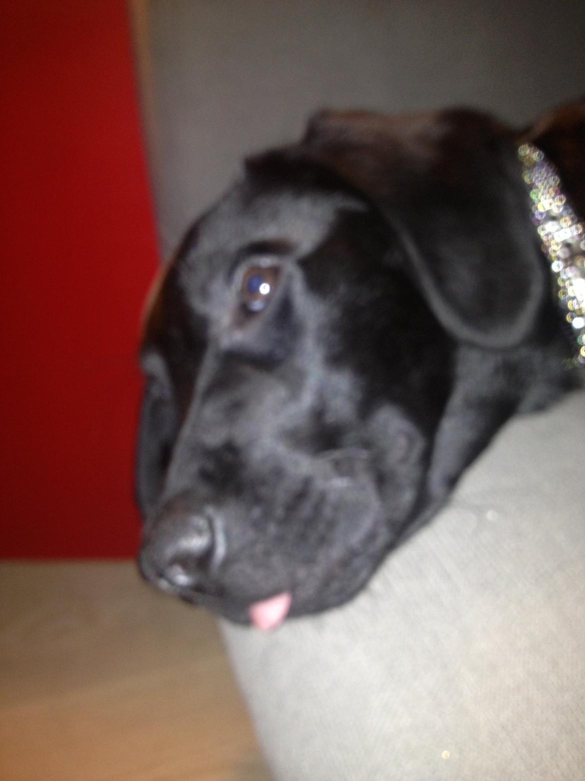 Labrador retriever Boogie billede 3