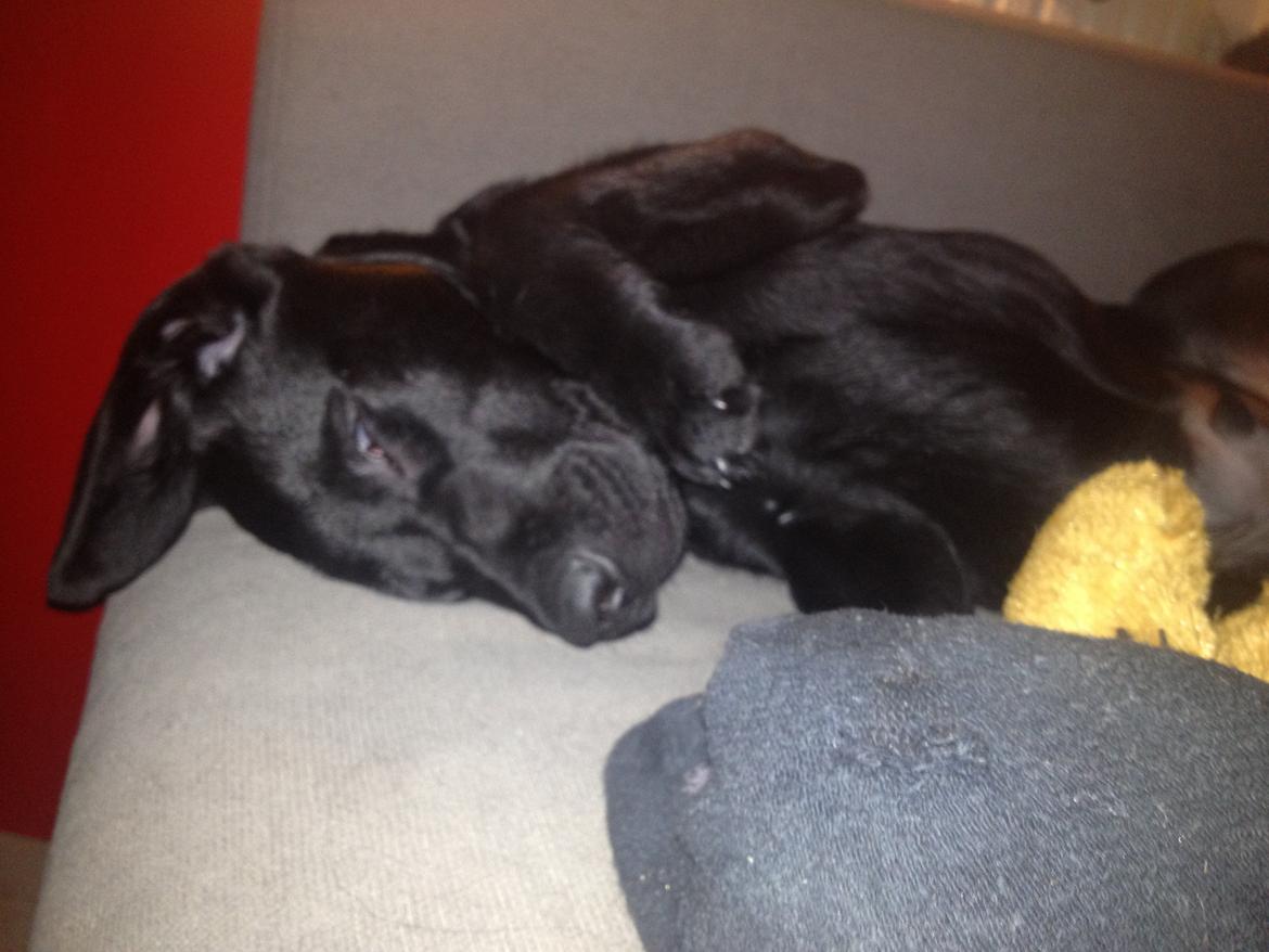 Labrador retriever Boogie billede 4