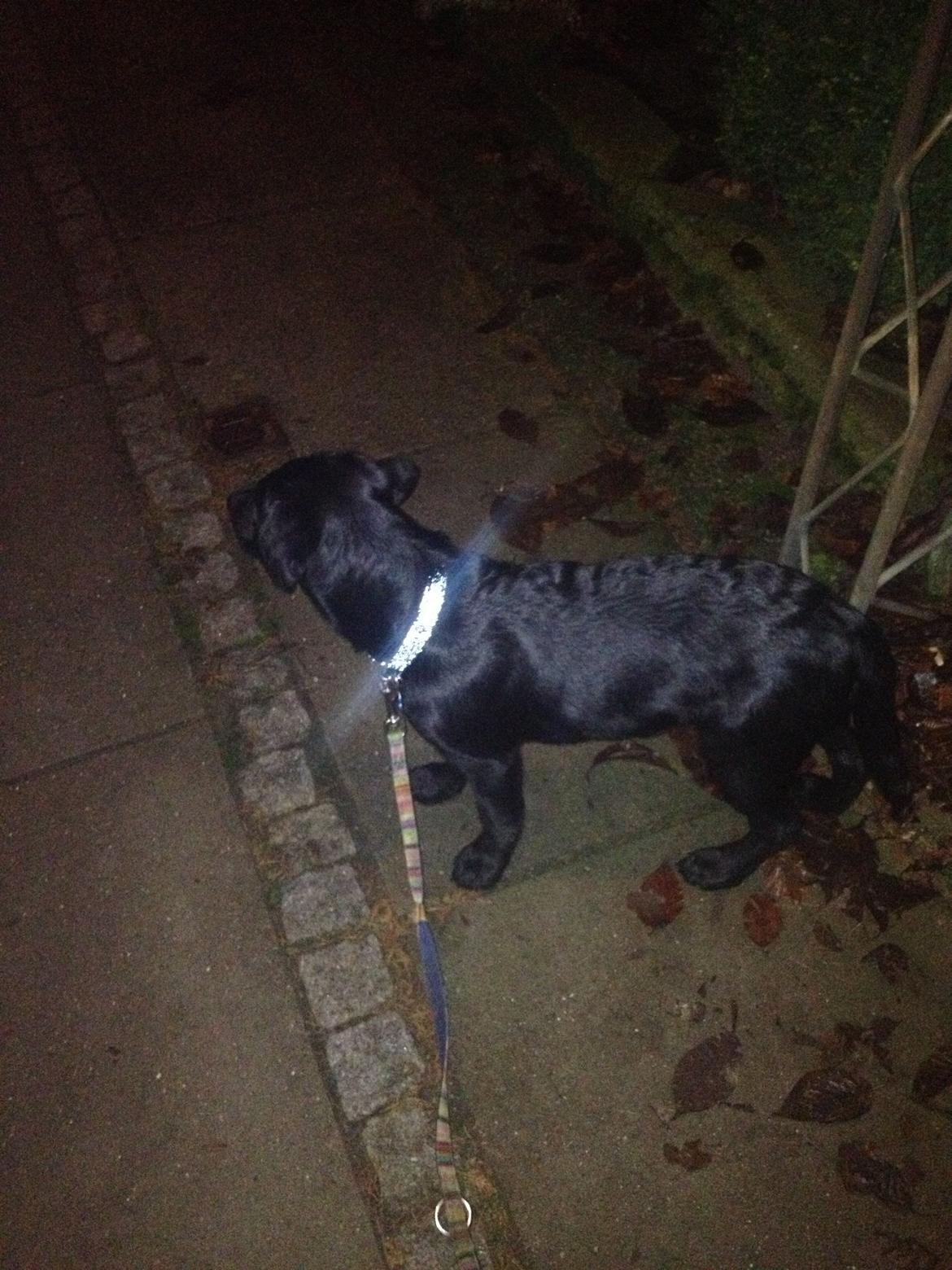 Labrador retriever Boogie billede 5