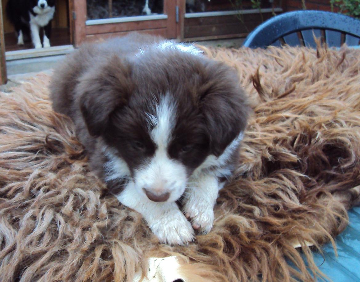 Border collie Kian Star Klaudia billede 3