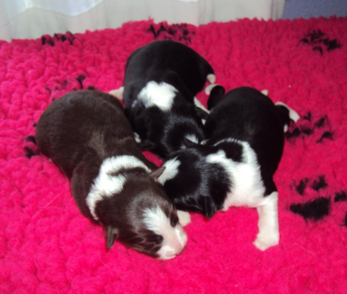 Border collie Kian Star Klaudia - mig med mine søskende 3 dage gamle  billede 4