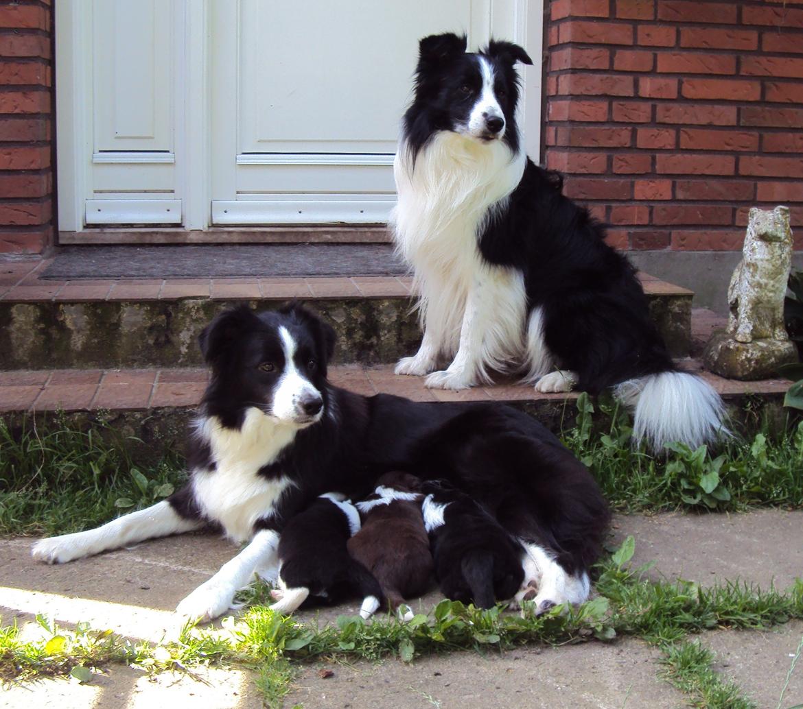 Border collie Kian Star Klaudia - far og mor og min søskende :)   billede 5