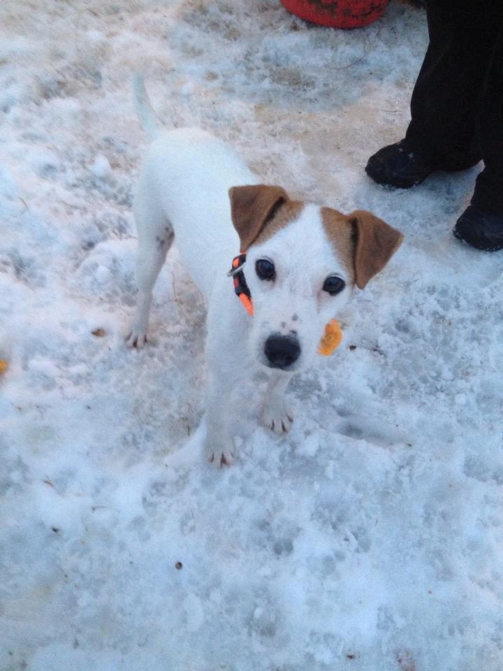 Jack russell terrier Karlsbjerggårdens Tess - Hit med den kiks, dame billede 2