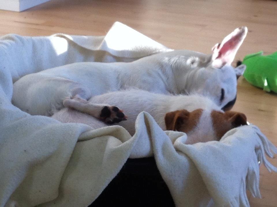 Jack russell terrier Karlsbjerggårdens Tess - Lykken er at ligge i ske i en solstråle. billede 3