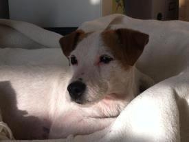 Jack russell terrier Karlsbjerggårdens Tess - Dukkefjæs <3 billede 1