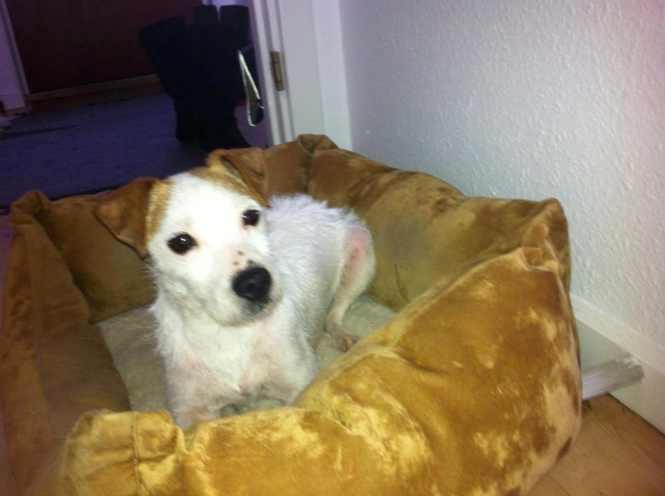 Jack russell terrier Karlsbjerggårdens Tess billede 4