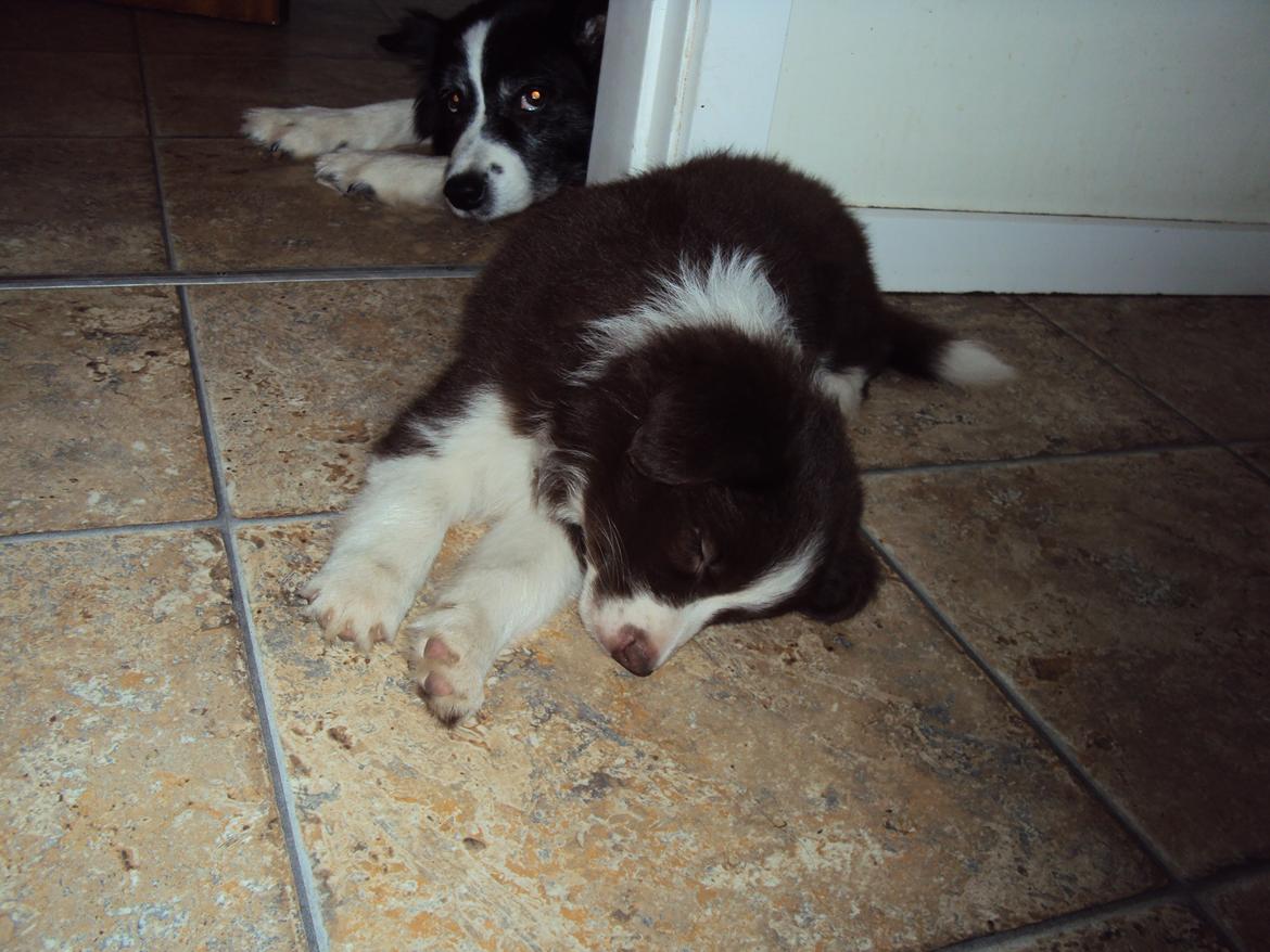 Border collie Kian Star Klaudia - jeg vil altså sover nu :P billede 6