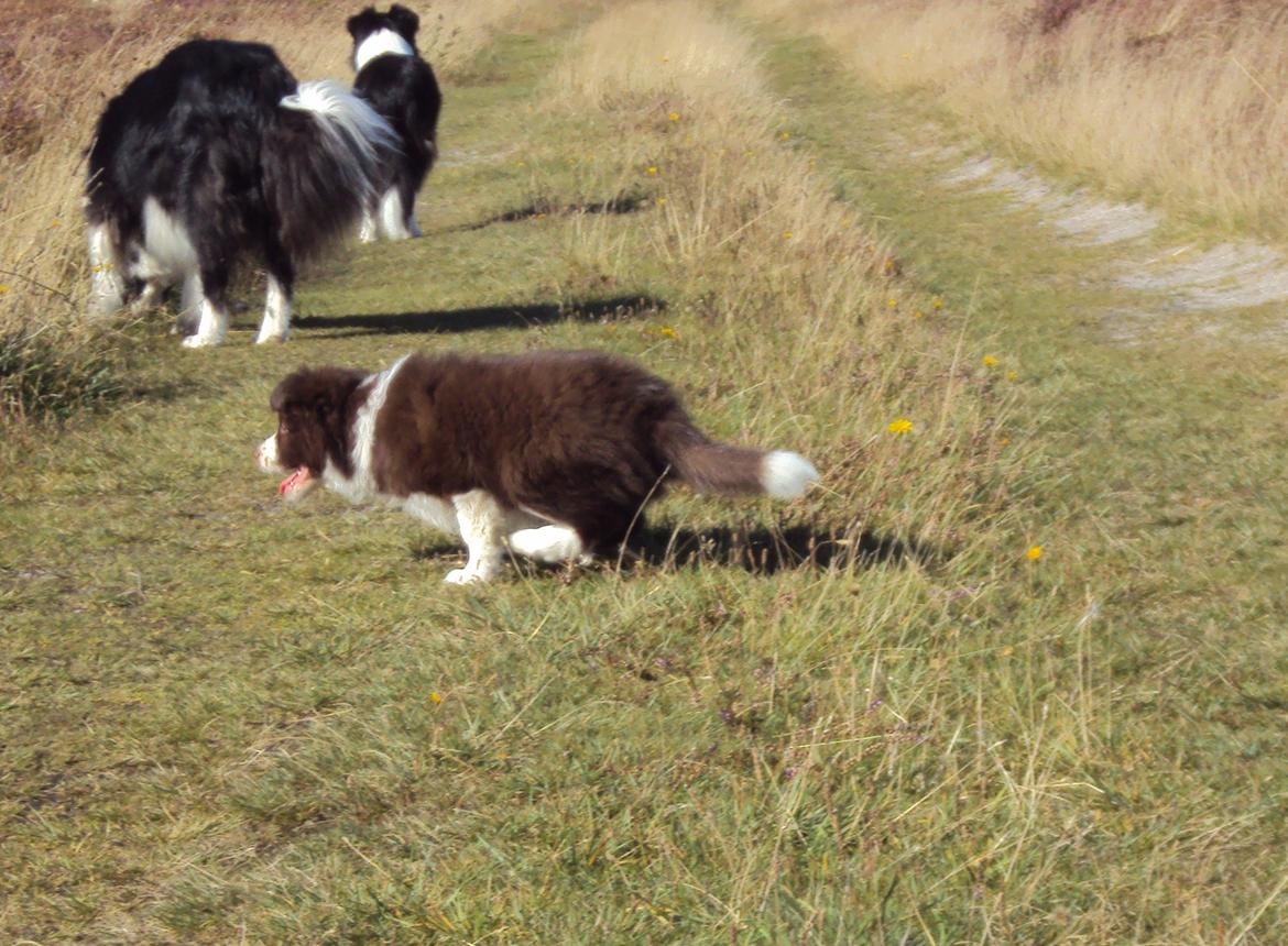 Border collie Kian Star Klaudia billede 7