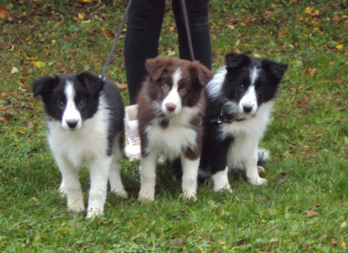 Border collie Kian Star Klaudia billede 8