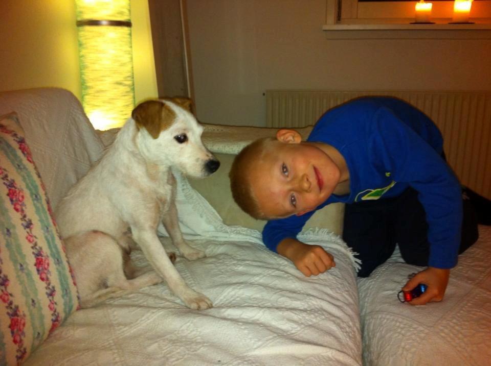 Jack russell terrier Karlsbjerggårdens Tess billede 5