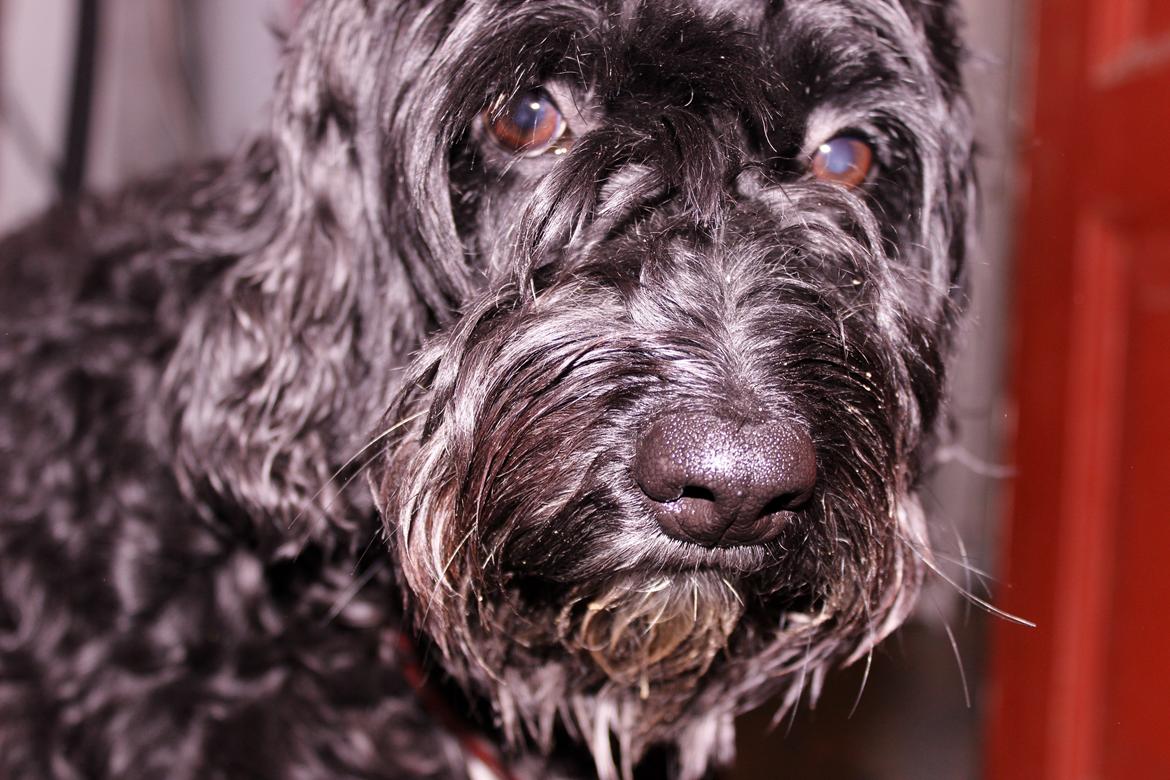 Blanding af racer <Pom Frida> - 20 December 2012  billede 1