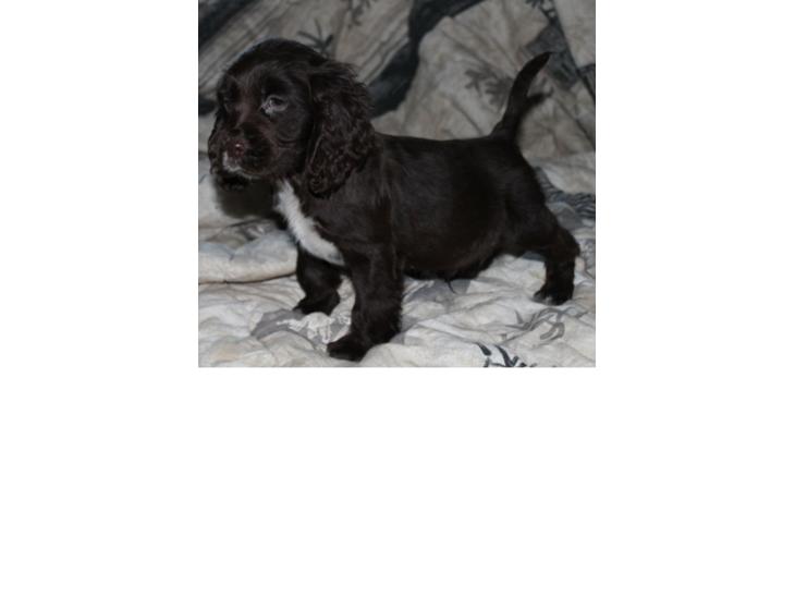 Cocker spaniel Chiko billede 1