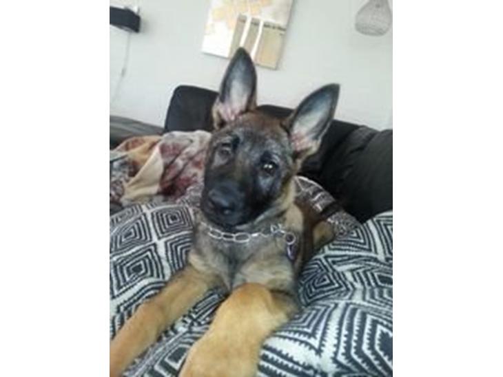 Schæferhund Jabina Boleo Freja * Omplaceret * - Elsker at vække far kl. 07.20 med dette dejlige blik :)  billede 1