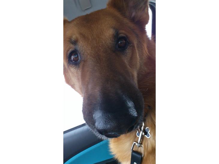 {{currentPhoto.altText}} billede {{currentPhoto.number}}