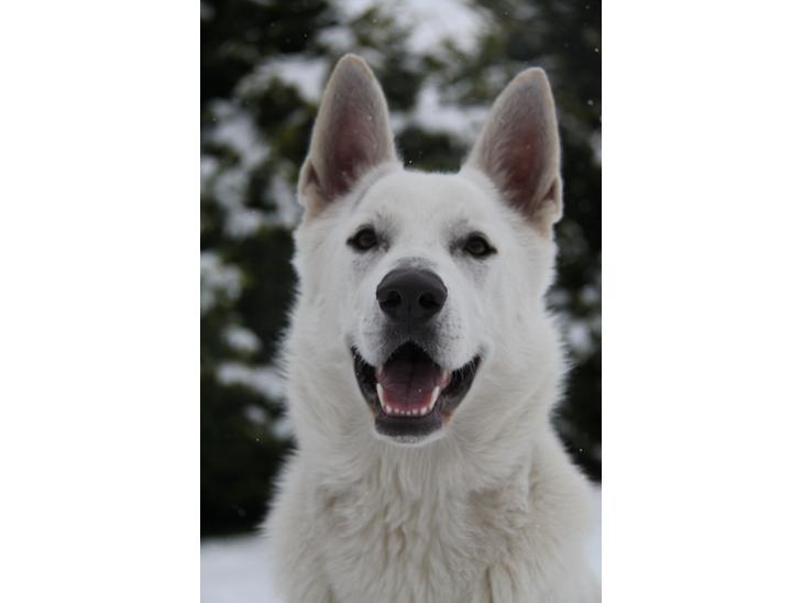 Hvid schæfer Django - velkommen til Django`s profil :-) billede 1
