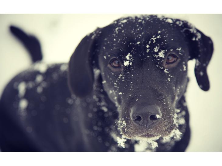 Labrador retriever Sophie *ludty*  [ lobes labrdor knirke] - GOD JUL! billede 1