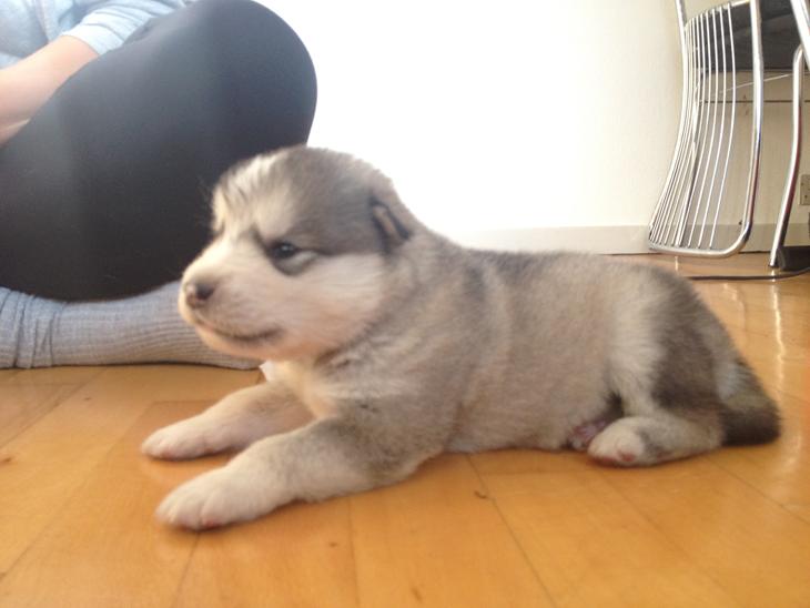 {{currentPhoto.altText}} billede {{currentPhoto.number}}