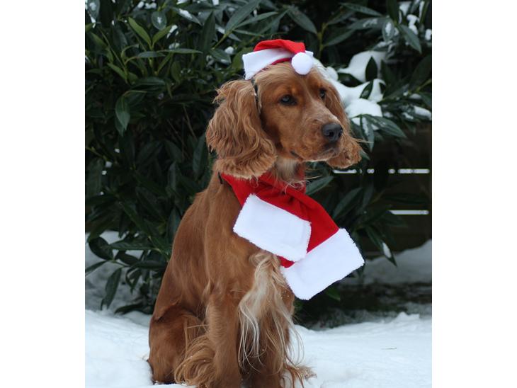 Cocker spaniel Tessa - GOD JUL!!! billede 1