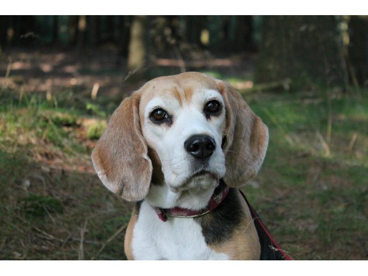 Beagle Betty billede 1