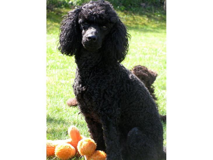 {{currentPhoto.altText}} billede {{currentPhoto.number}}