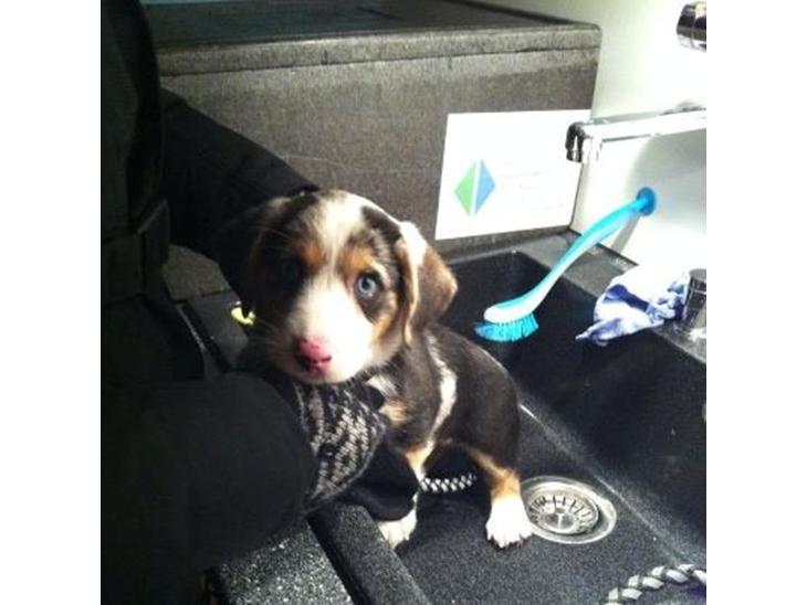 {{currentPhoto.altText}} billede {{currentPhoto.number}}