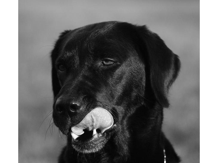 Labrador retriever Zindy billede 1