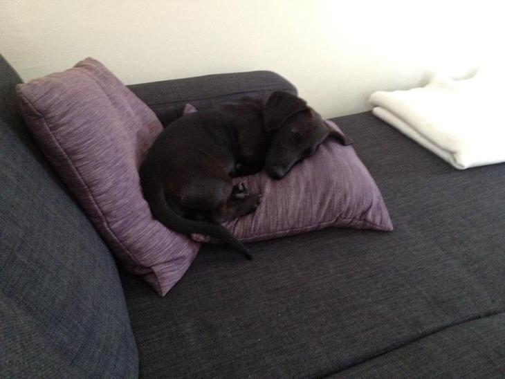 {{currentPhoto.altText}} billede {{currentPhoto.number}}