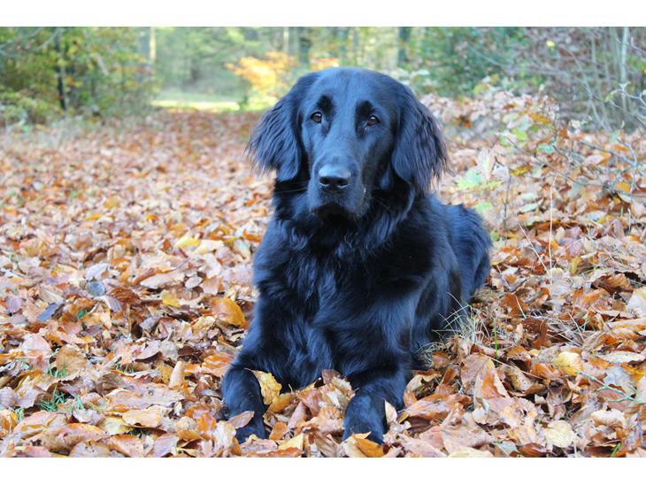 Flat coated retriever Lea billede 1