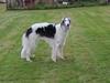 Borzoi Mille [ Himmelhund]